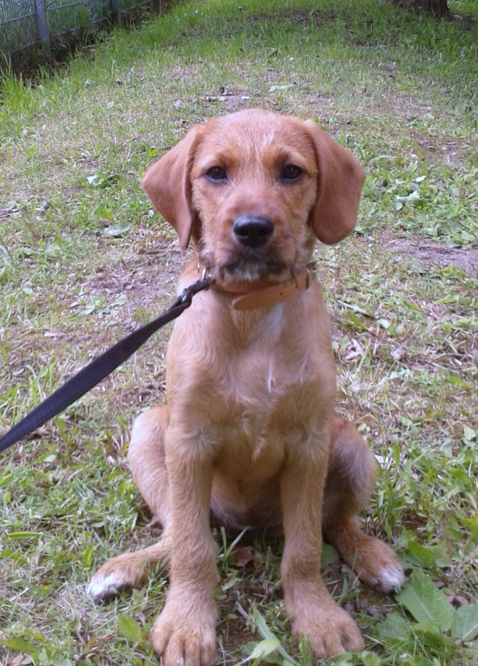 Molly (Briard, Rhodesian Ridgeback) Briard Rhodesian Ridgeback 